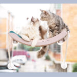 Cat Hammock Bask In The Sun Hanging Cat Hammock