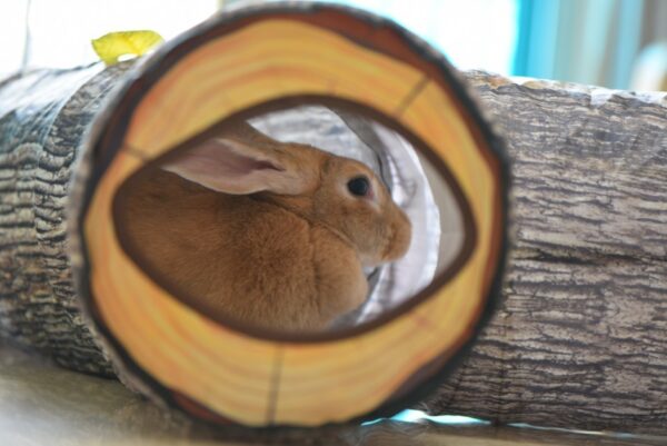 Tree Pattern Tunnel Pet Zhiyi Cat Toy Pets Supplies Dog Toys - Image 4