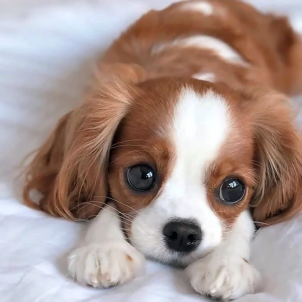 Pet Travel Essentials