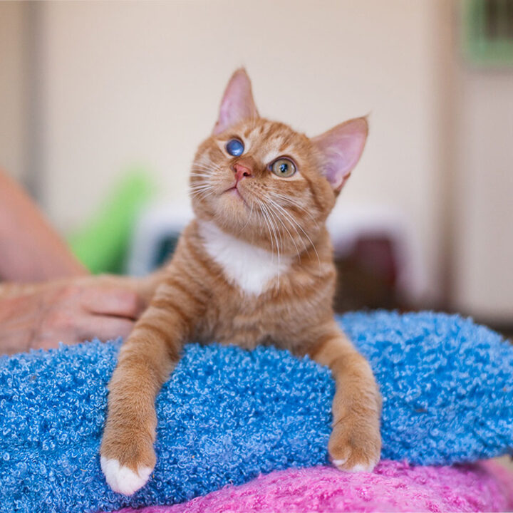 Perfect Pet Bed Guide
