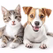 view-cats-dogs-showing-friendship_23-2151806289 view-cats-dogs-showing-friendship_23-2151806289